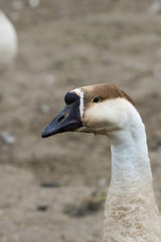 Goose on the farm - a portrait