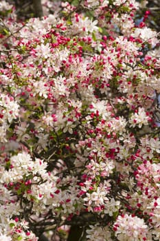 Cherry blossom flowers in full bloom in Spring