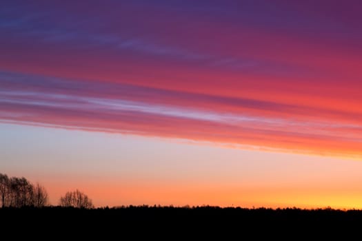 Trees at sunrise, in spring