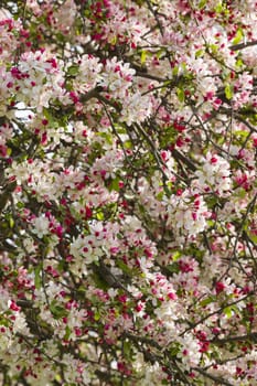 Cherry blossom flowers in full bloom in Spring