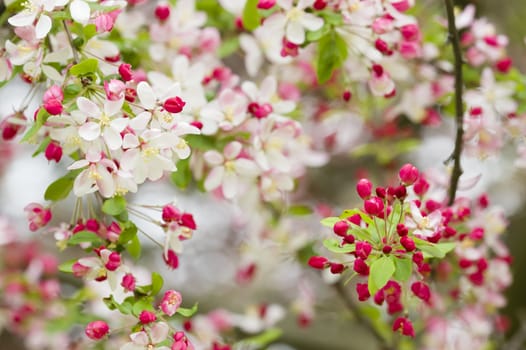 Cherry blossom flowers in full bloom in Spring