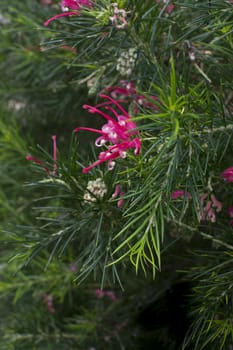 Juniper grevillea with pink flowers. Grevillea juniperina, commonly known as Juniper Grevillea, is a shrub which is endemic to eastern New South Wales and south-eastern Queensland in Australia.