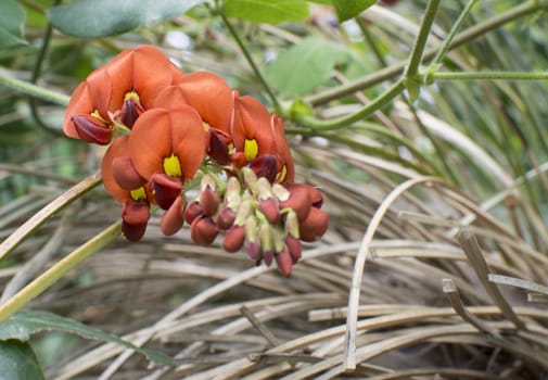 Flame pea Chorizema cordatum in yellow and orange among dry stems.