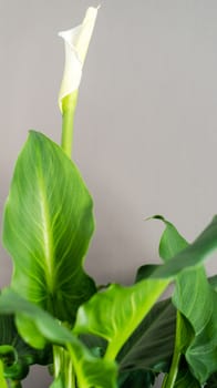 White Calla lily about to open her blossom on plant with neutral grey background and space for your copy text