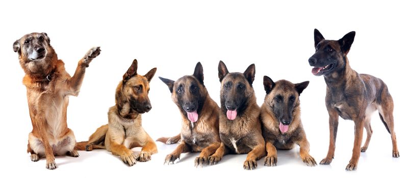 group of malinois in front of white background