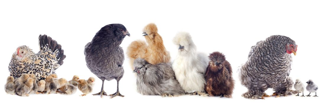 group of bantam chicken on a white background