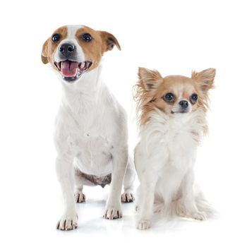 portrait of a purebred jack russel terrier and chihuahua in studio