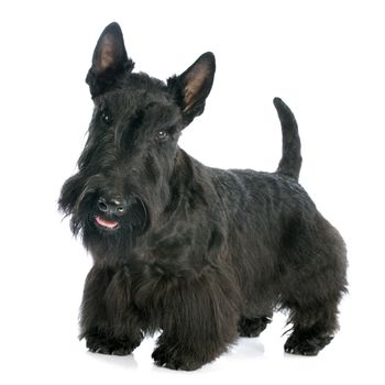 Scottish Terrier in front of white background