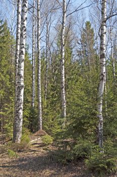 Bare birch trees and anthill in spring forest