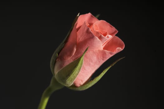 Close up of red rose on black background