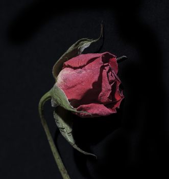 close up of decaying rose on black