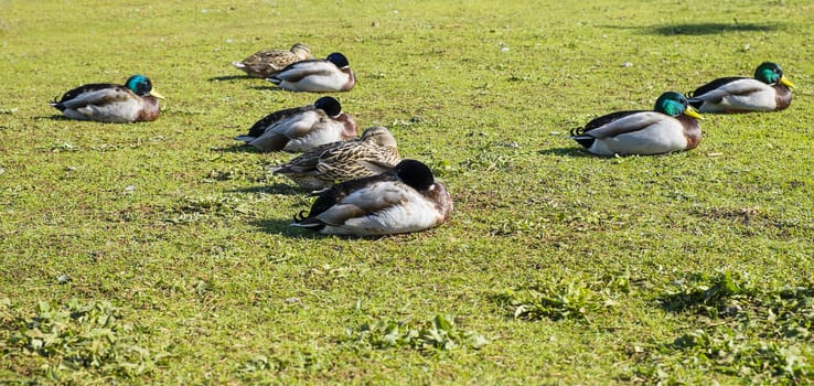 Group of male and female mallard on grass