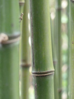 Bright green knotted bamboo as a linear background