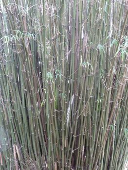 Slightly tatty forest of bamboo as a background
