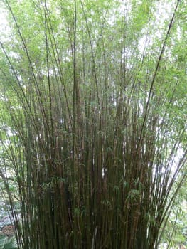 Bright green tops of bamboo plants