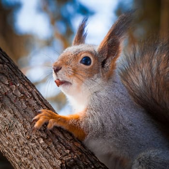 the squirrel sits on a tree trunk and holds a nutshell in a mouth