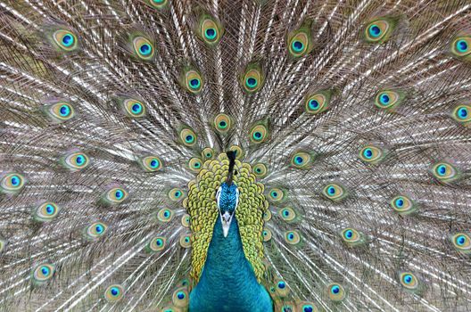 peacock showing beautiful plumage in breading season