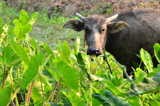 young water buffalo in thailand
