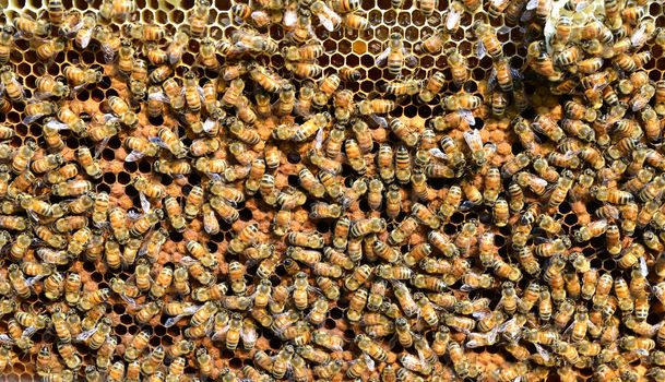 bee take care theire larvae