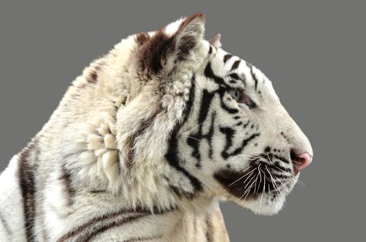 white bengal tiger isolated on gray background