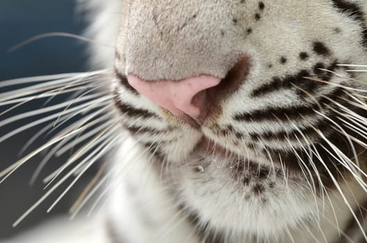 mouth of bengal tiger close up