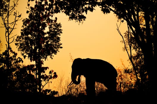 asia elephant in the forest at sunset