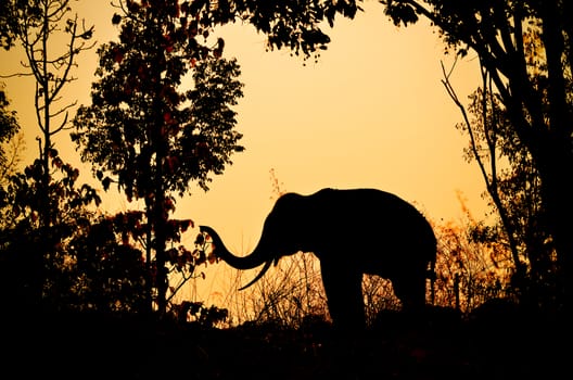 asia elephant in the forest at sunset