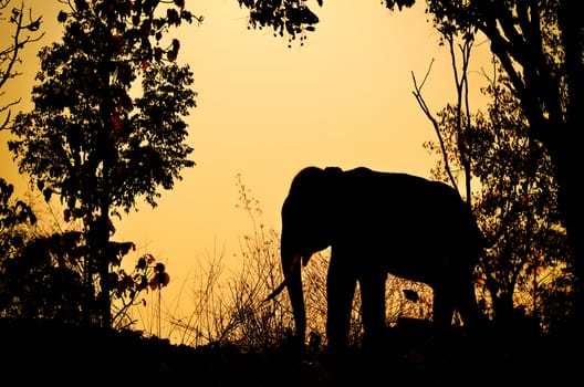 asia elephant in the forest at sunset