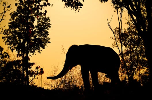 asia elephant in the forest at sunset