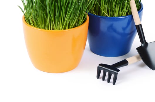 Green grass in pot isolated on white