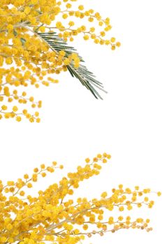 The yellow mimosa  isolated on white background