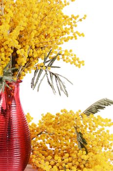 The yellow mimosa  isolated on white background