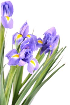 The blue irises isolated on white background