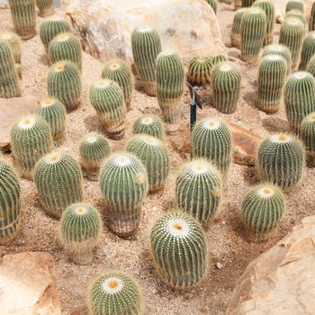 Cactus planted in the sand. The cactus is grown in tropical areas.