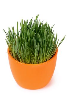 Green grass in pot isolated on white