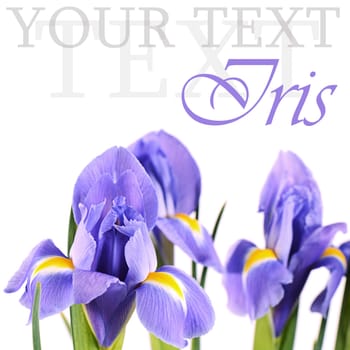 The blue irises isolated on white background