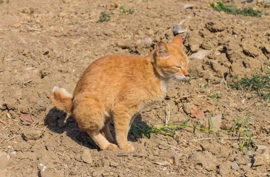 Orange Cat was in outdoor toilet