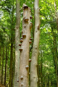 Polyporus squamosus mushrooms growing on a dead tree in the forest , Doubrava valley, Czech Republic
