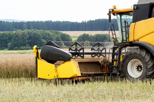 yellow combine in summer harvesting rape on farmlad, rural scene