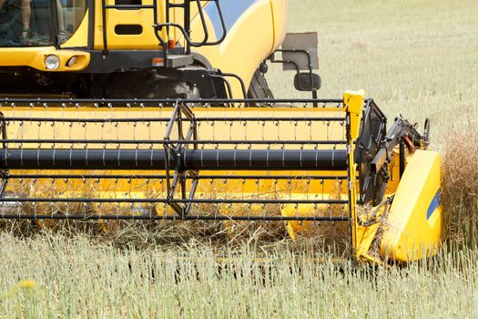 yellow combine in summer harvesting rape on farmlad, rural scene