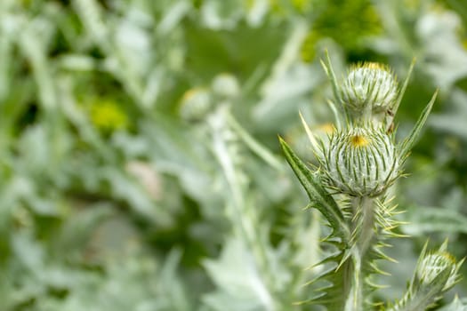 Magnificent thistle with all its splendor in early spring, on a unfocused natural green background 