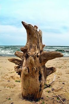 stem tree on sea seaside