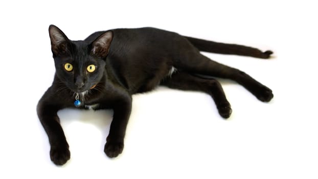 Black cat isolated on white background