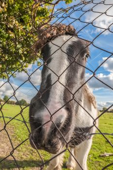 distorted head of a pony behind wire fencing