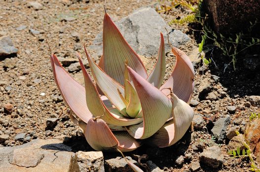 Coral Aloe with long lines on its blue-green leaves
