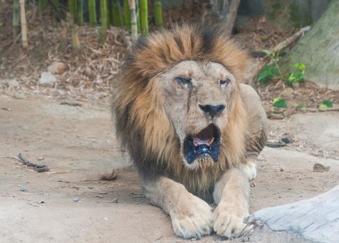 Aged lioness still do not go anywhere