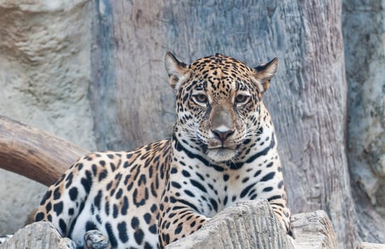 Portrait leopard predator in the zoo of Thailand