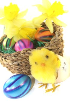 Easter Basket with chick and yellow daffodils on a light background