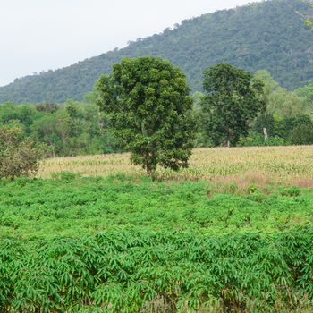 Cassava growing areas agricultural areas Behind the high mountains covered with forests.