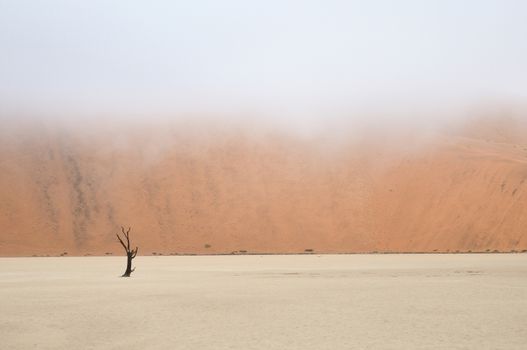 A lonely tree skeleton at Deadvlei near Sossusvlei, Namibia
